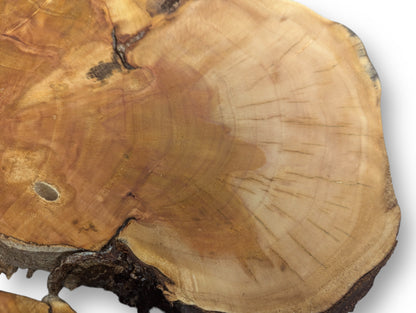 Cross-section of an irregular tree root wood slice showing varied grain, rings, cracks, and dark bark.