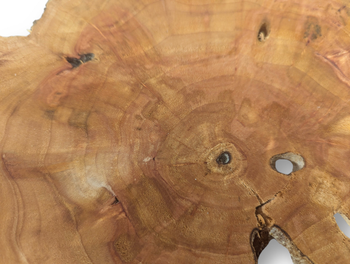 Detailed view of a reddish-brown wood slice, showing distinct growth rings, cracks, and several dark holes.