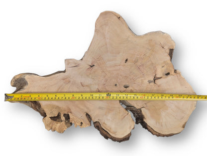 An irregular pale brown wood slice, showing grain, rings, cracks, and bark, measured by a yellow tape.