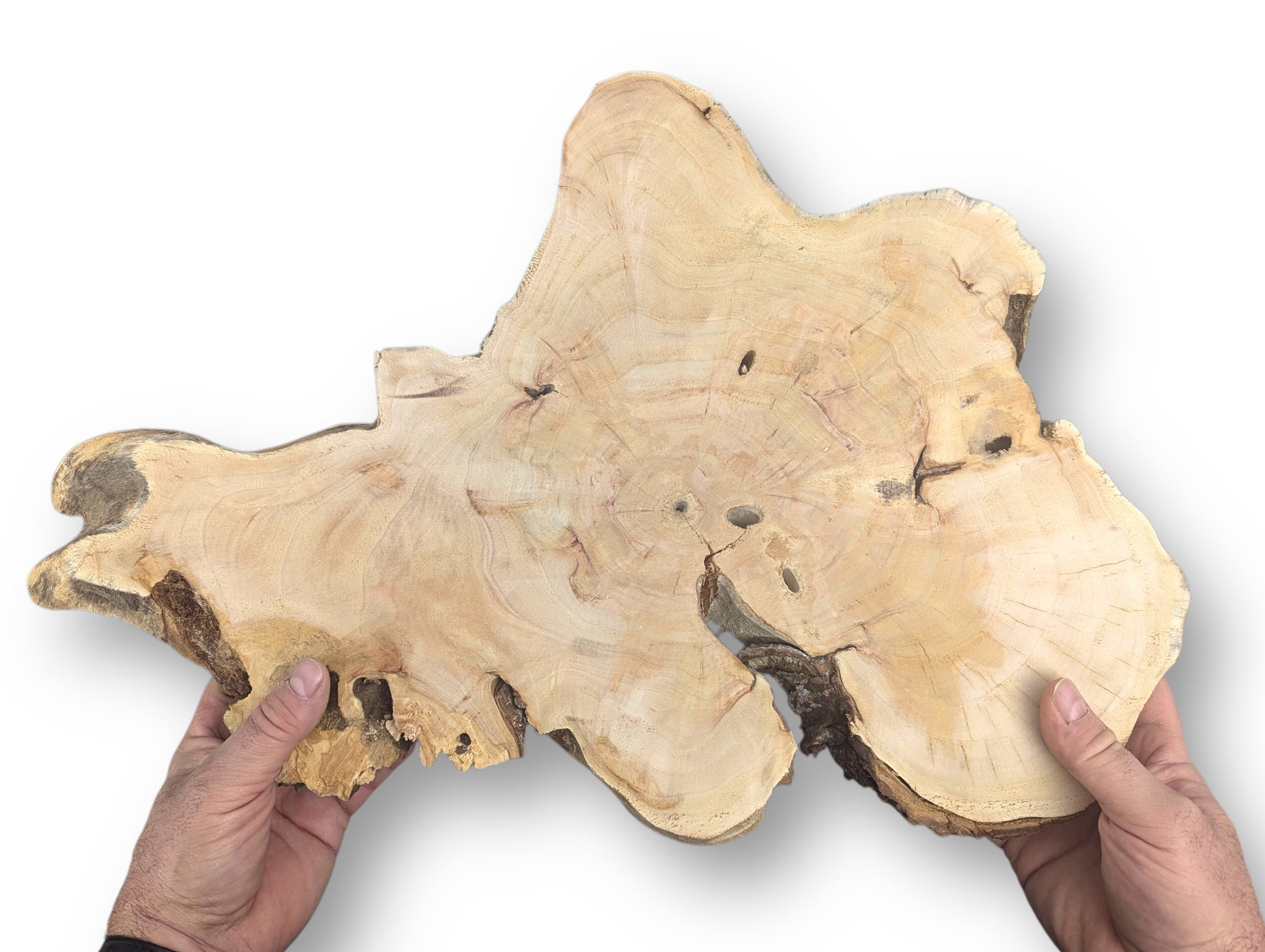 Two hands hold an irregular pale wood slice featuring live edges, distinct grain, and natural crevices.