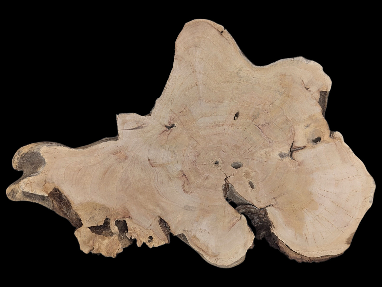 Light brown, irregular wood slice with prominent growth rings, natural voids, cracks, and rough bark edges.