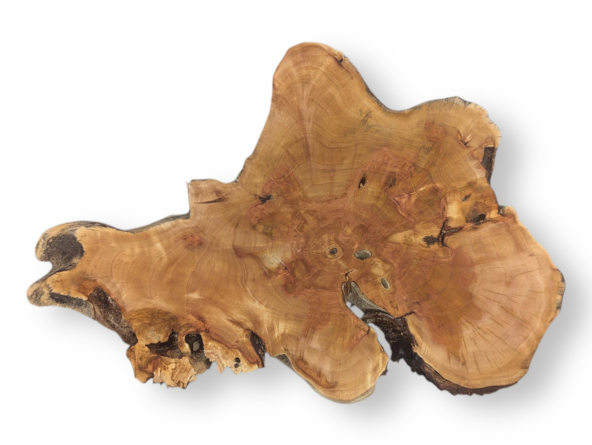 Irregularly shaped light brown wood slice displays prominent growth rings, natural dark voids, and rough bark edges.