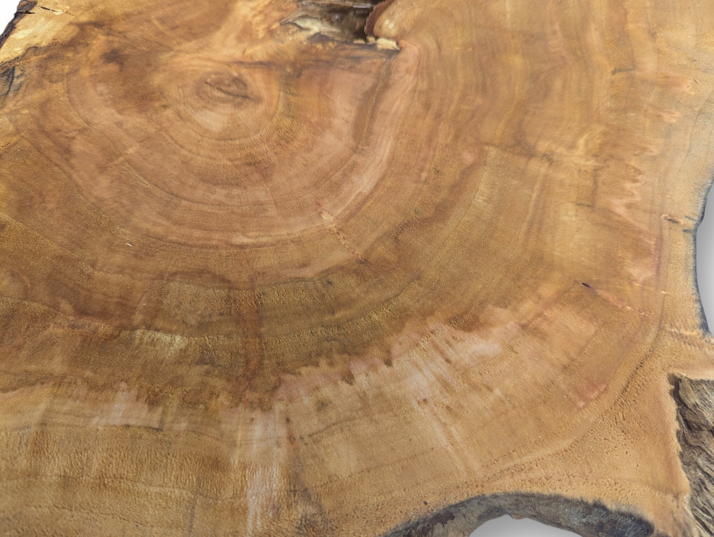 Smooth surface of a golden-brown wood slice, showing prominent growth rings and a natural, rough live edge.