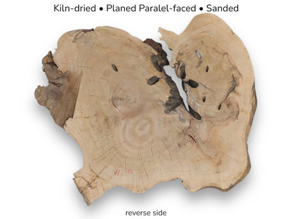 The dry, reverse side of a weeping willow root slice, labeled with preparation details.