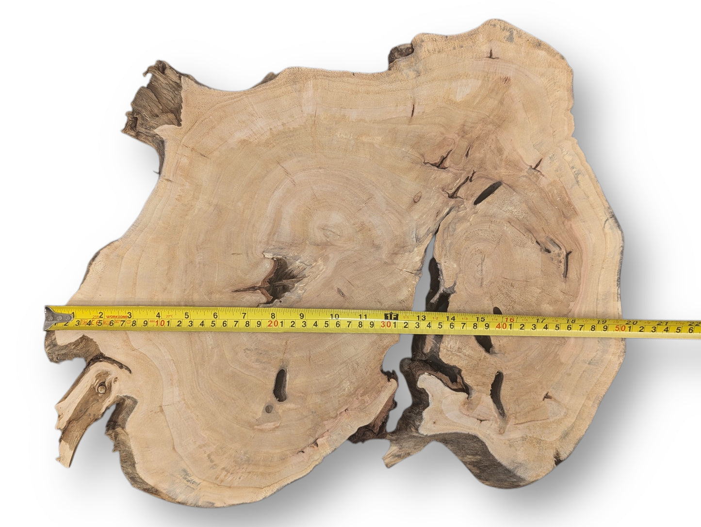Measuring tape spans an irregular golden-brown wood slice, showing growth rings, dark cracks, and a live edge.