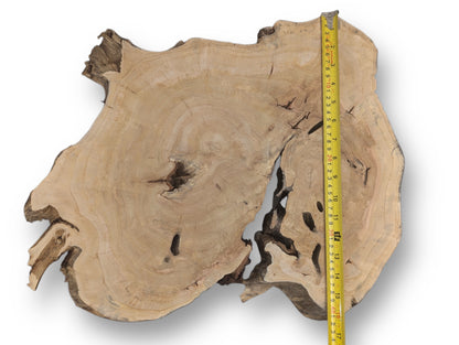 Irregular light brown wood slice features growth rings, dark cracks, a rough live edge, and a measuring tape.