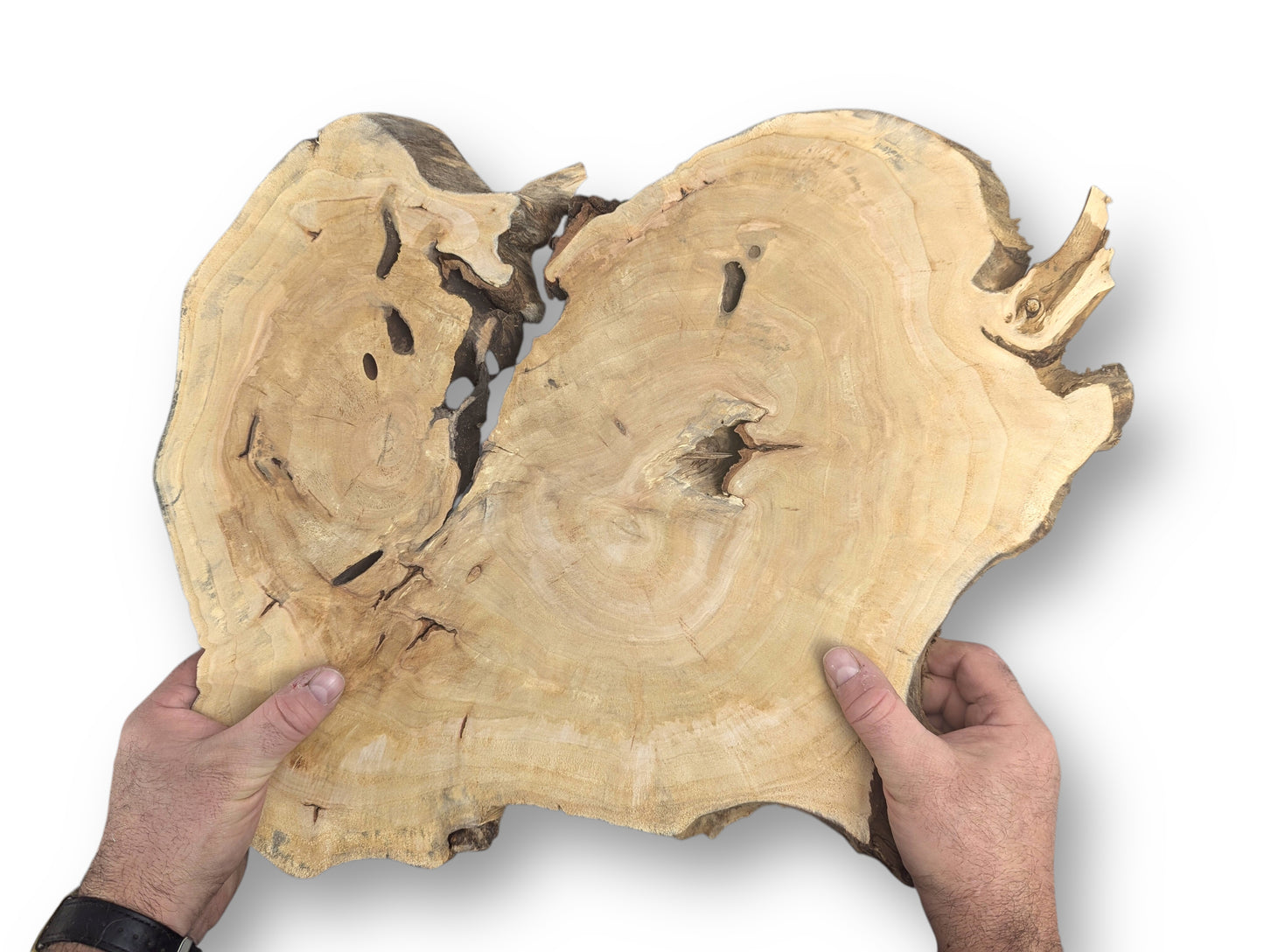 Two hands hold an irregular light brown live edge wood slice with prominent growth rings and natural voids.