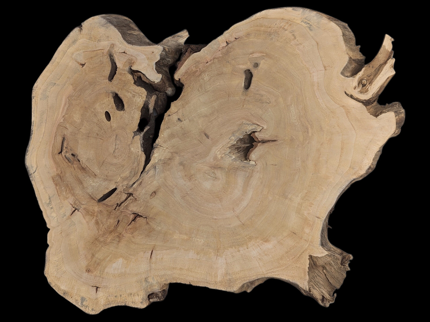Rough-edged, irregular light brown wood slice shows concentric rings, several holes, and deep dark fissures.