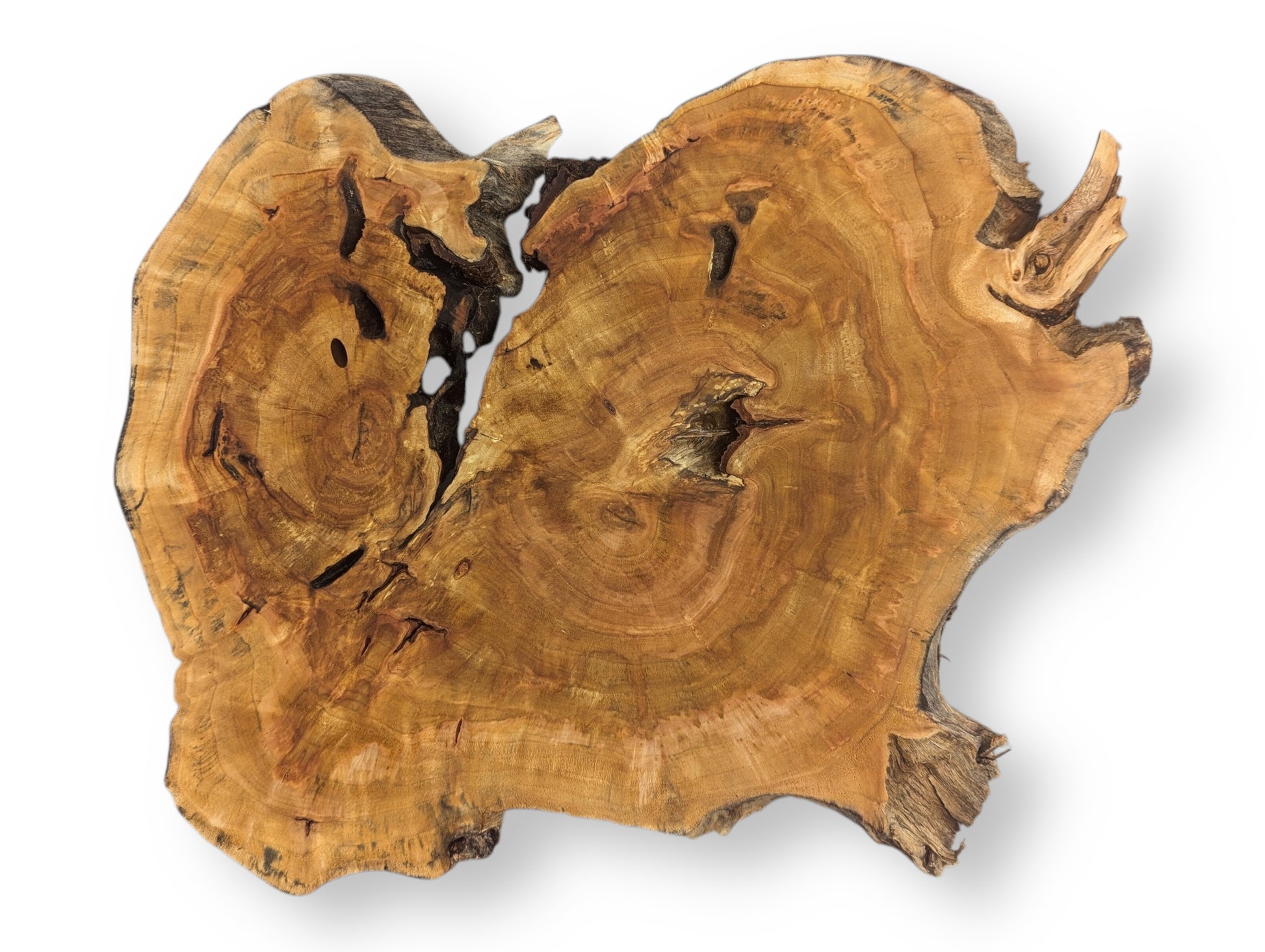 Golden-brown, irregularly shaped wood slice displays prominent growth rings, dark fissures, and a rough live edge.