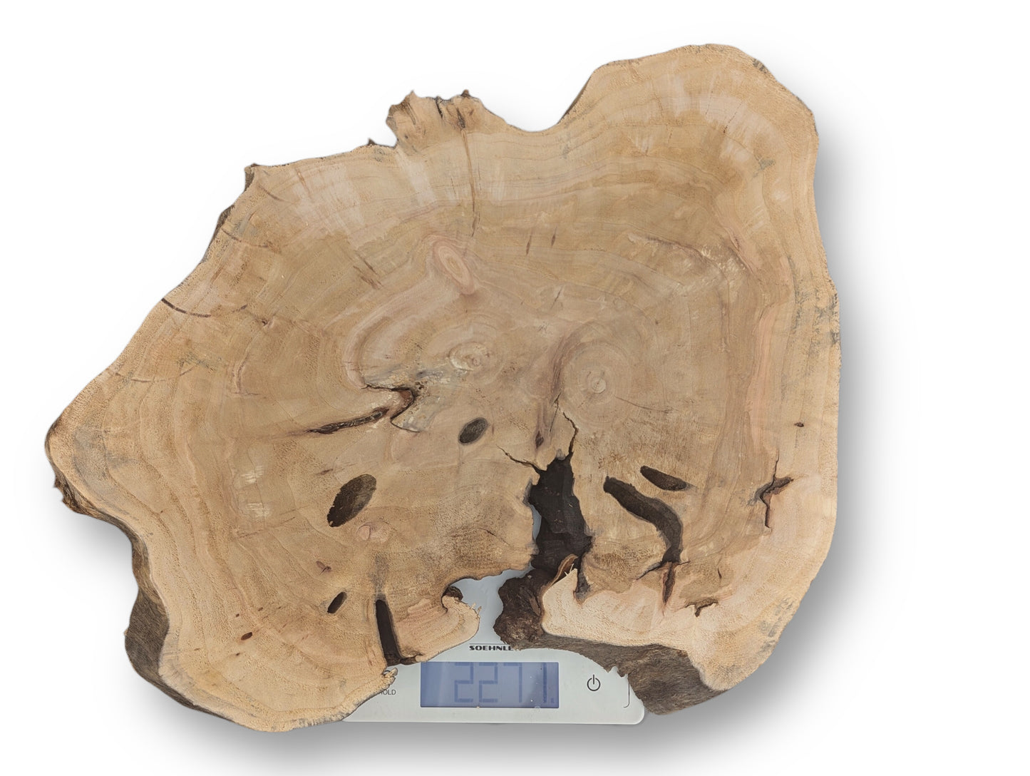 Irregularly shaped light brown wood slice, distinct growth rings, dark voids, on a scale showing 227.1.