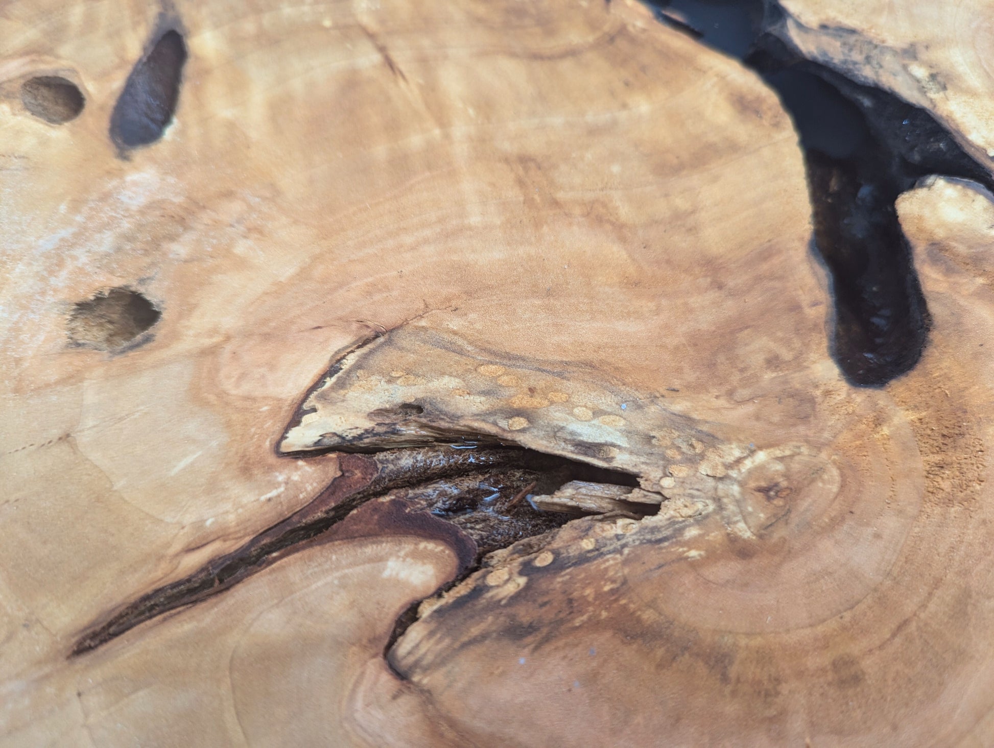 A detailed view of light brown wood, featuring smooth surface, distinct growth rings, and dark natural cavities.