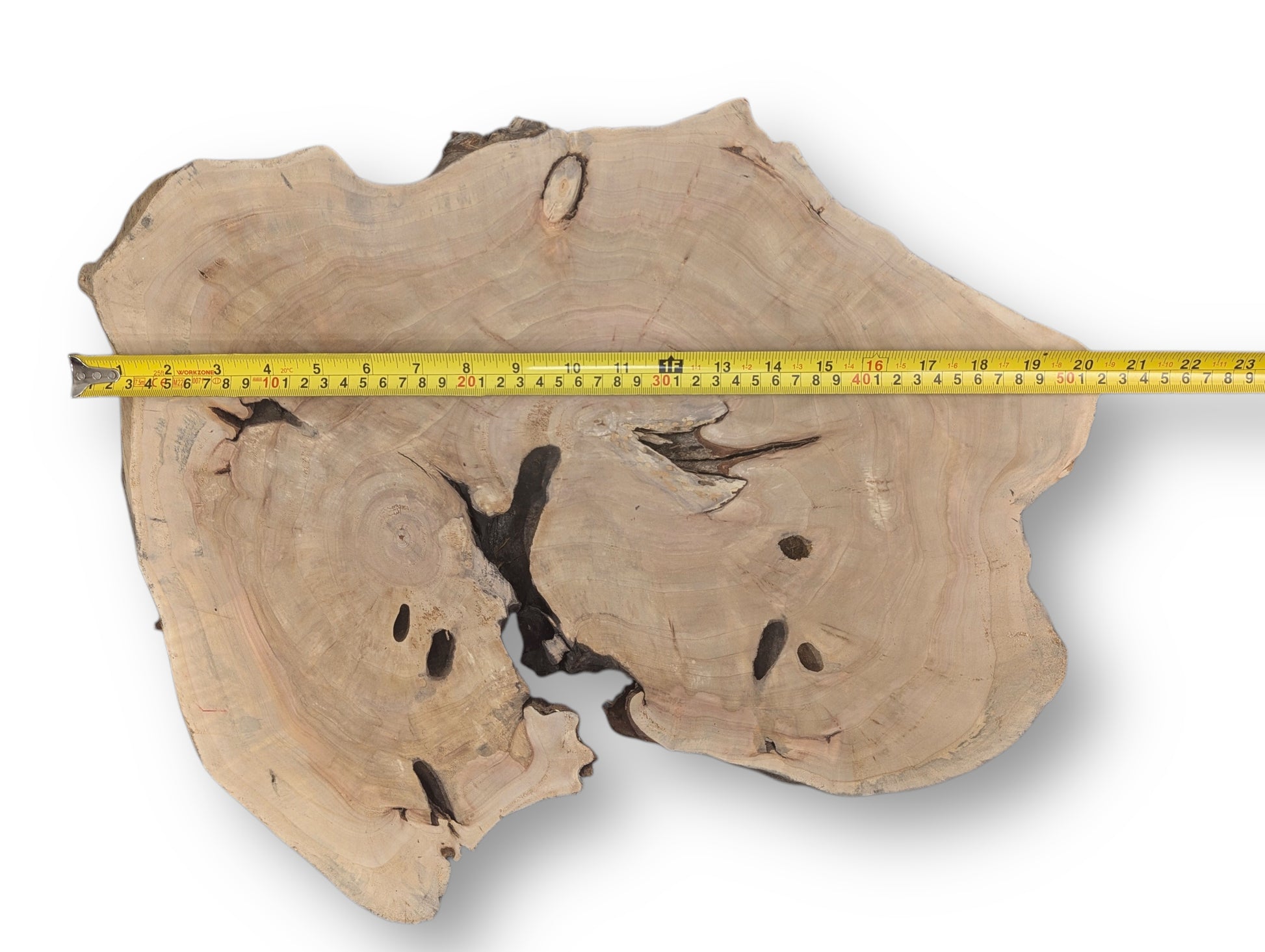 Irregular light wood slice with distinct growth rings and dark natural holes, measured by a yellow tape.