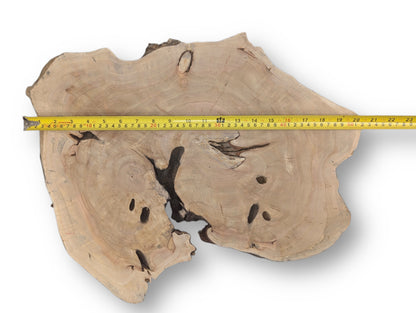 Irregular light wood slice with distinct growth rings and dark natural holes, measured by a yellow tape.