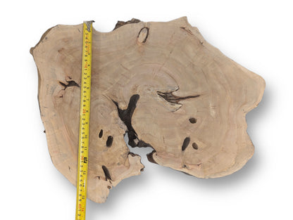 Light brown, irregular wood slice showing distinct growth rings, dark natural cavities, and a yellow tape measure.
