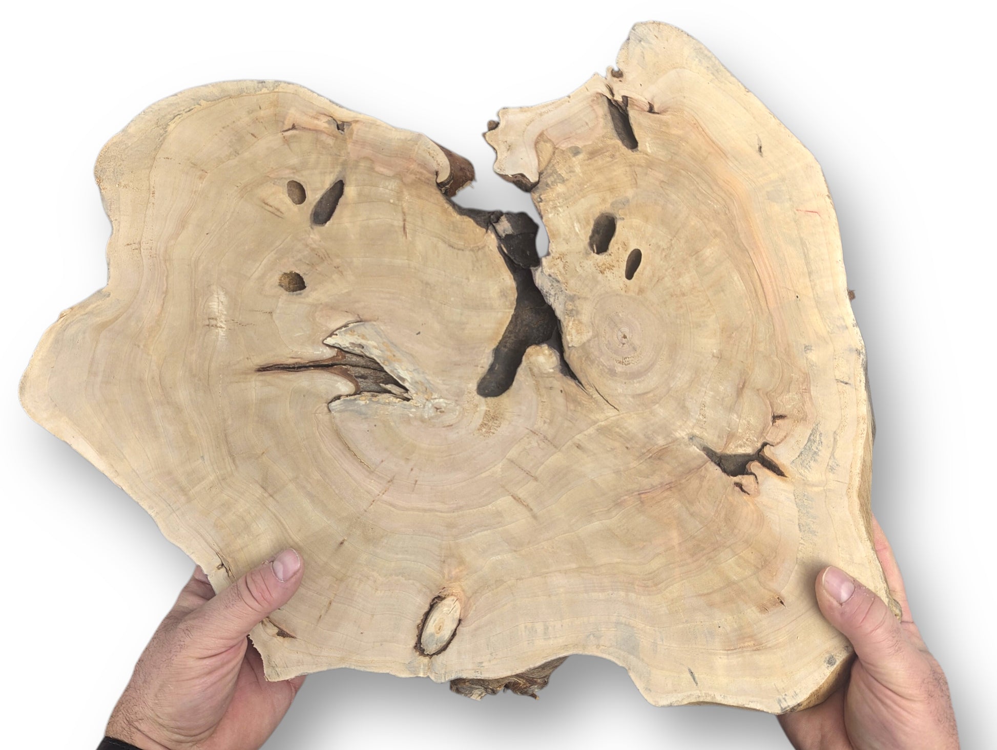 Hands hold a pale, irregular wood slice featuring a prominent central split, natural holes, and growth rings.