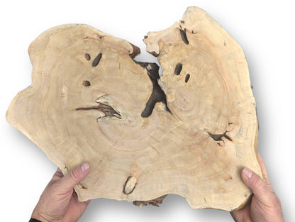 Hands hold a pale, irregular wood slice featuring a prominent central split, natural holes, and growth rings.