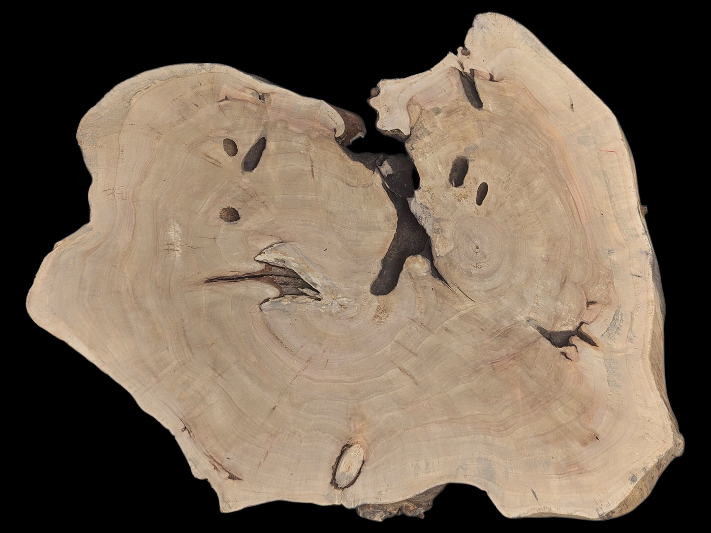 Pale, irregular wood slice with distinct growth rings, dark natural holes, and a central crack.