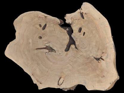 Pale, irregular wood slice with distinct growth rings, dark natural holes, and a central crack.