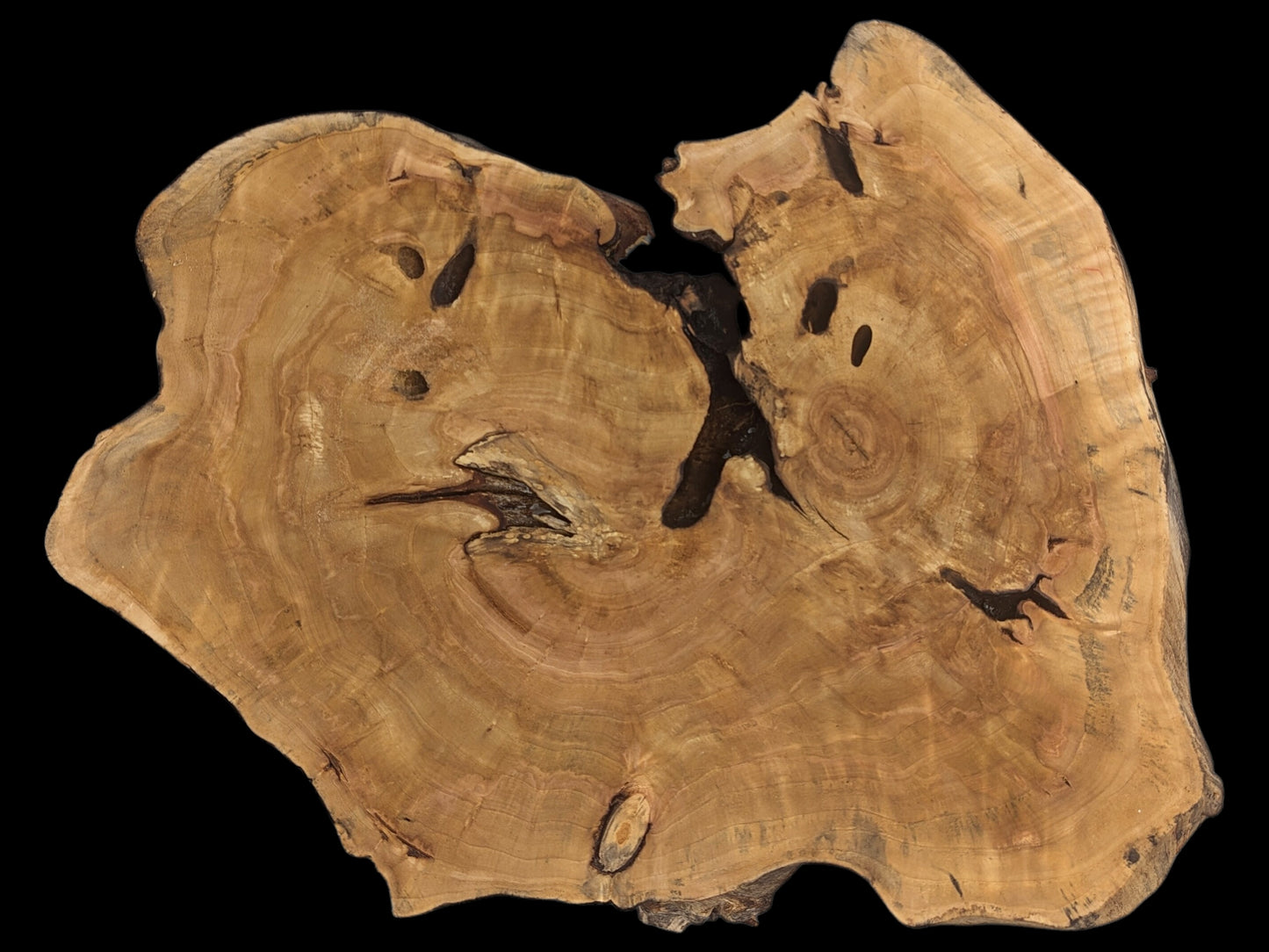 This irregular, light brown live edge wood slice features a large central split, natural holes, and growth rings.