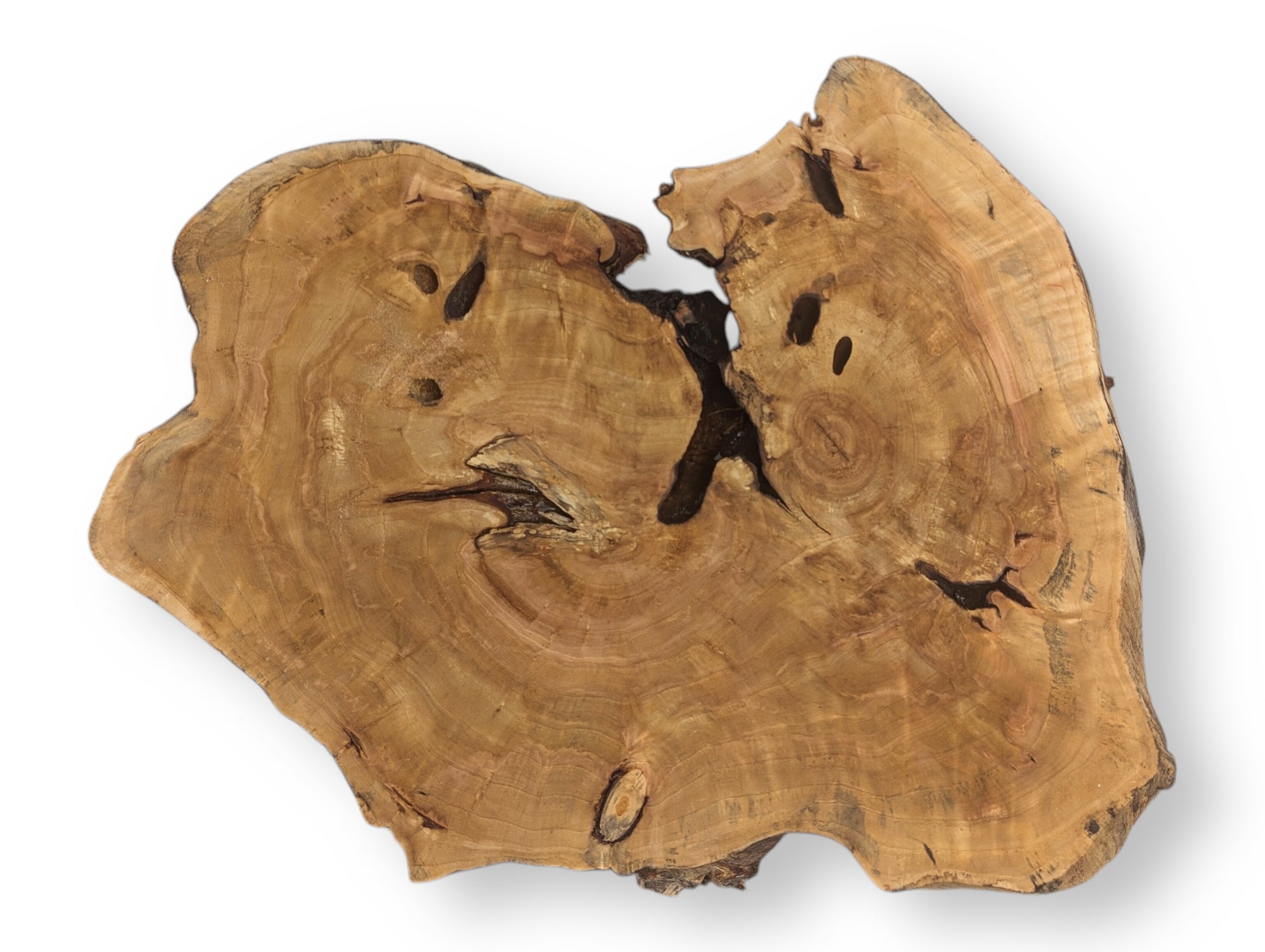 Golden brown wood slice, irregular live edge, displaying distinct growth rings, dark holes, and a central void.