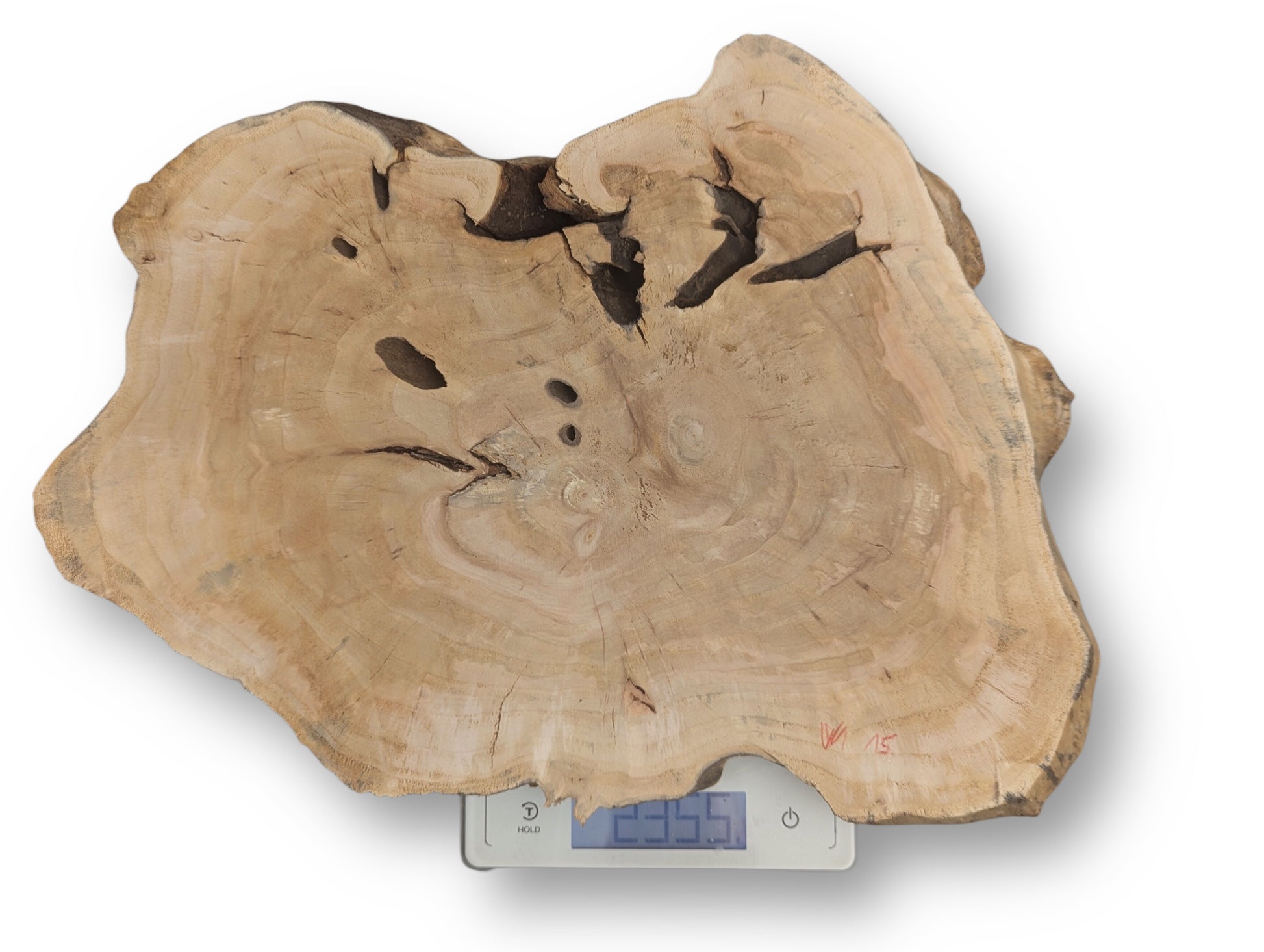 Light brown live edge wood slice with growth rings, dark holes, weighing 2355 on a digital scale.