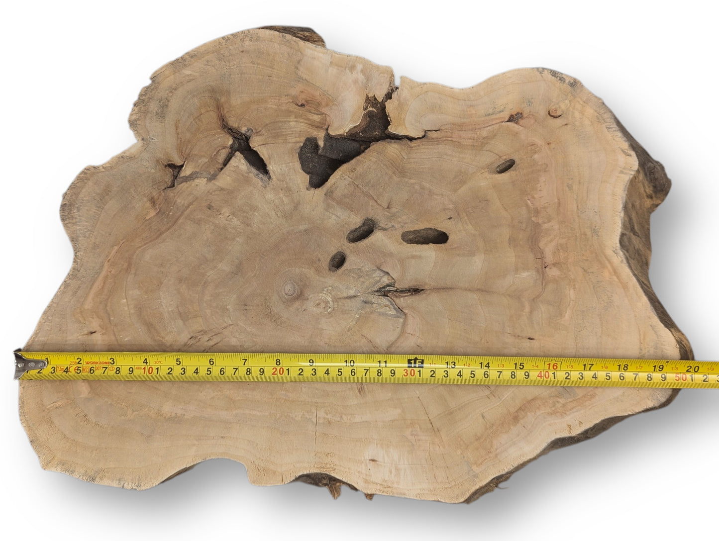 Irregularly shaped, light brown live edge wood slice with growth rings, cracks, holes, and measuring tape.
