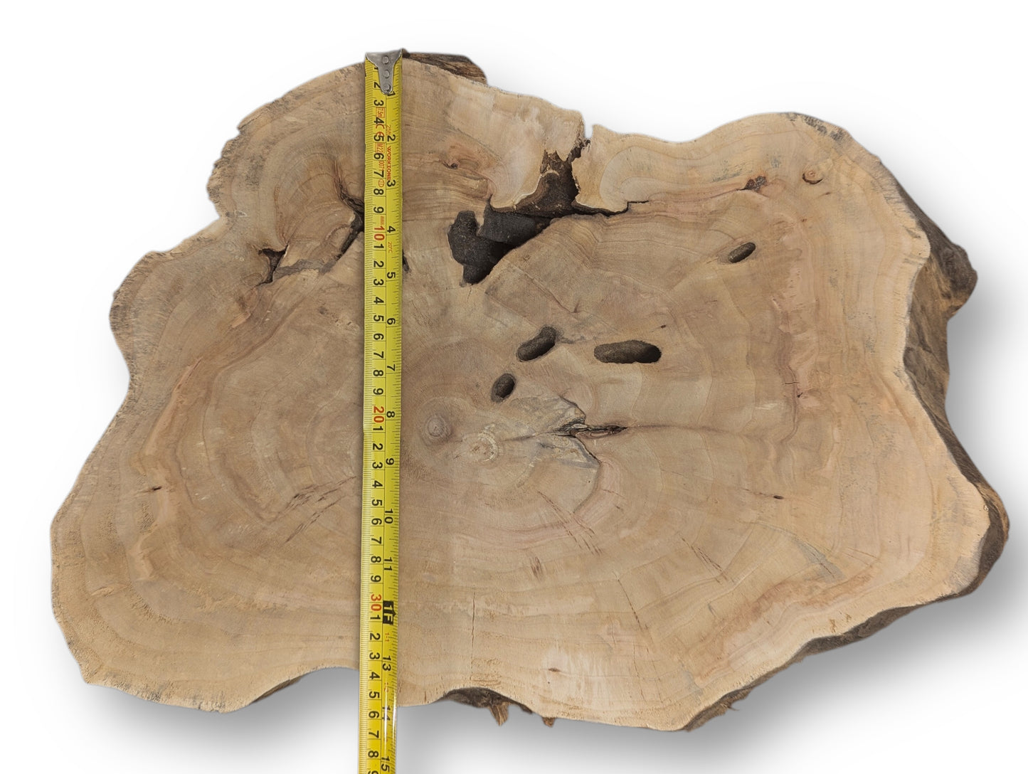 Organic-shaped, tan-colored wood slice featuring visible growth rings, dark natural holes, measured by a yellow tape.