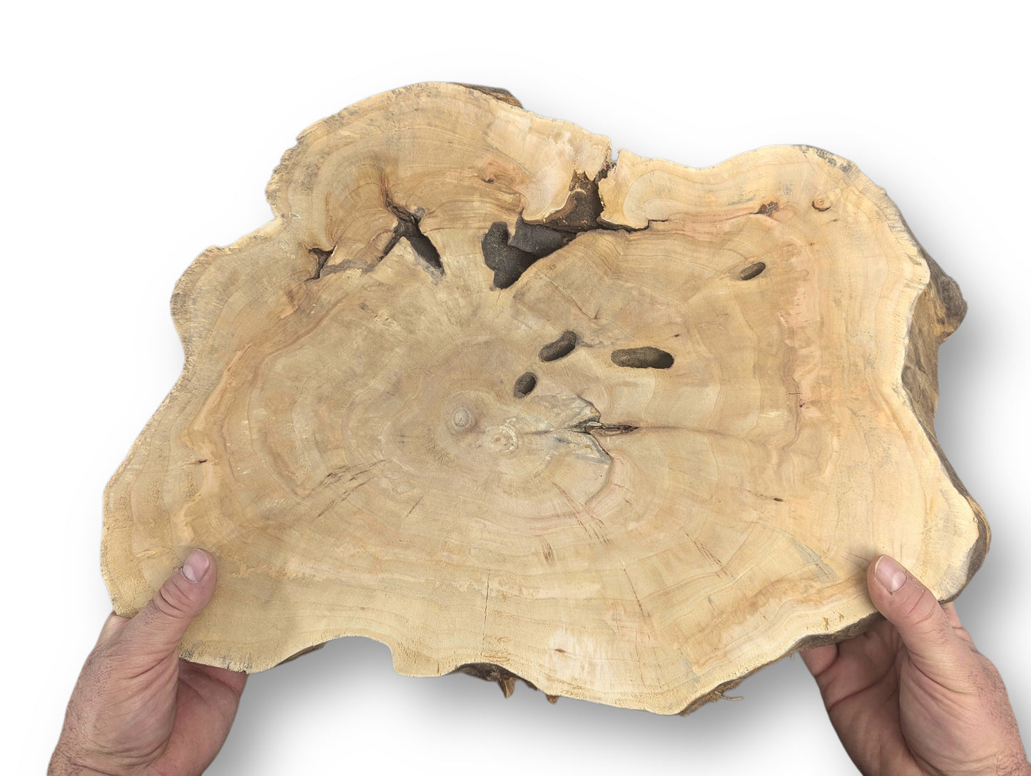 Irregularly shaped live edge wood slice, held by hands, showing prominent growth rings, dark cracks, and holes.