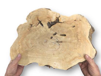 Irregularly shaped live edge wood slice, held by hands, showing prominent growth rings, dark cracks, and holes.