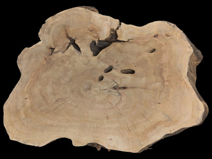 Natural, light brown wood slice with an irregular shape, visible growth rings, dark holes, and cracks.