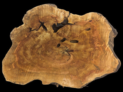 Golden-brown live edge wood slice, irregular in shape, featuring visible growth rings, dark cracks, and holes.