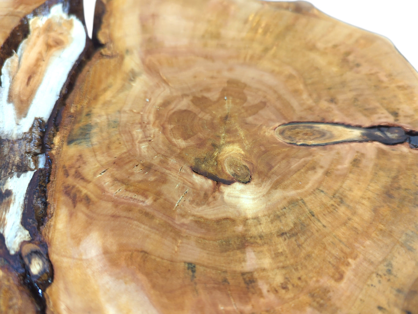 Close-up of a golden-brown wood slab with prominent growth rings, natural cracks, and white sapwood.