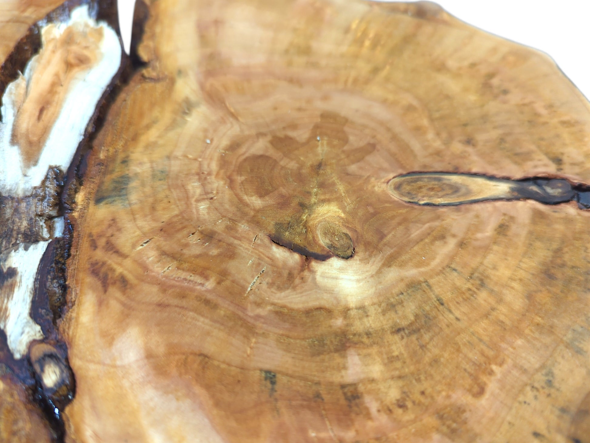 Close-up of a golden-brown wood slab with prominent growth rings, natural cracks, and white sapwood.
