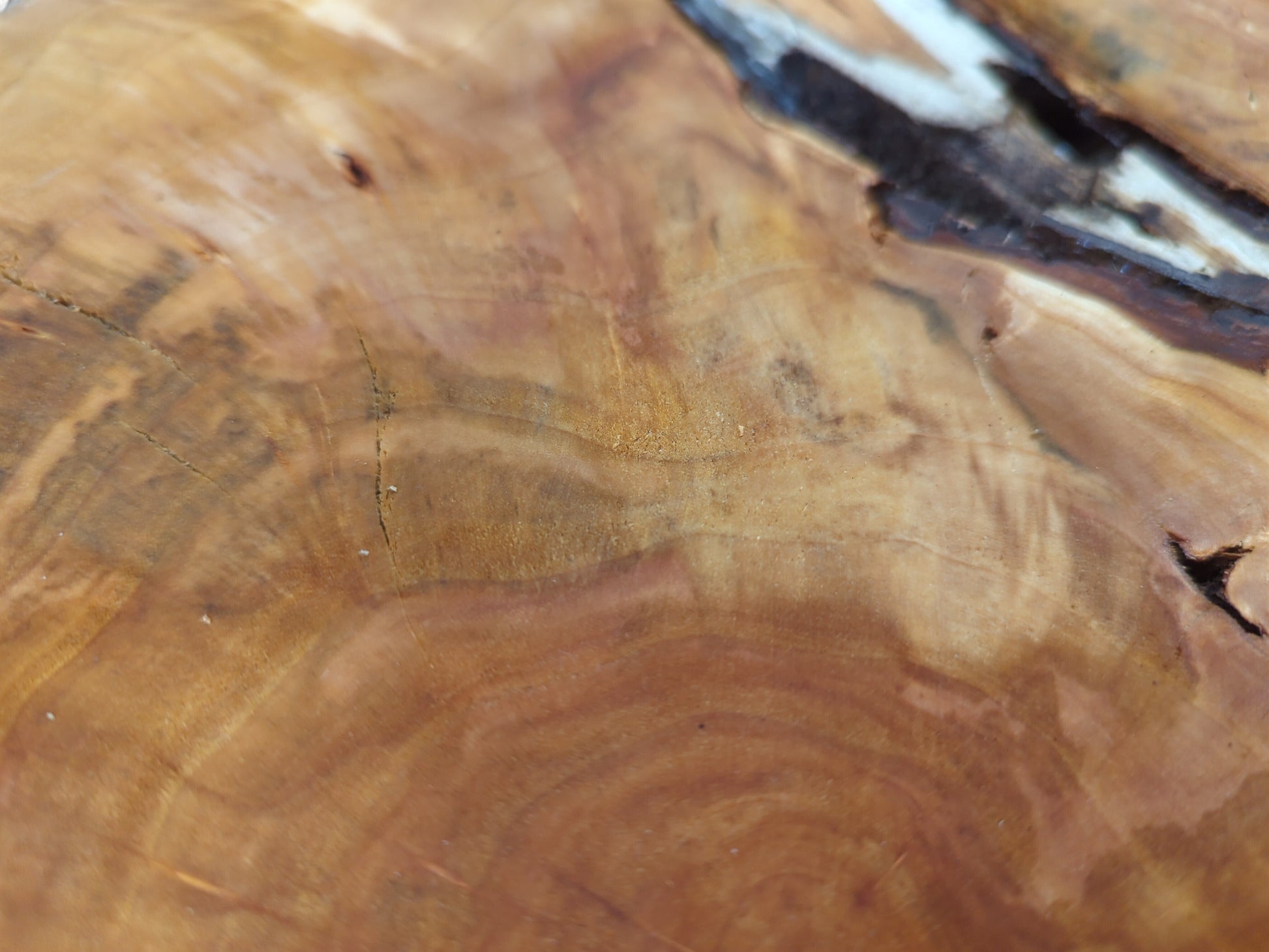 Detailed view of a golden-brown wood surface showing distinct growth rings, natural cracks, and a dark void.