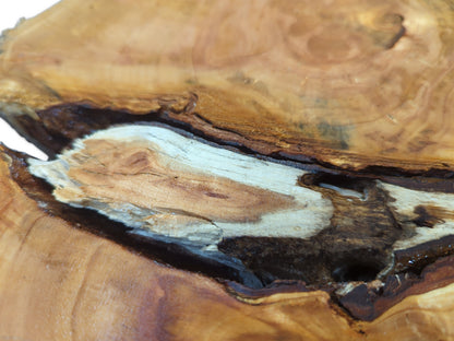 Golden-brown wood slice with a prominent natural void showcasing light sapwood and dark internal textures.