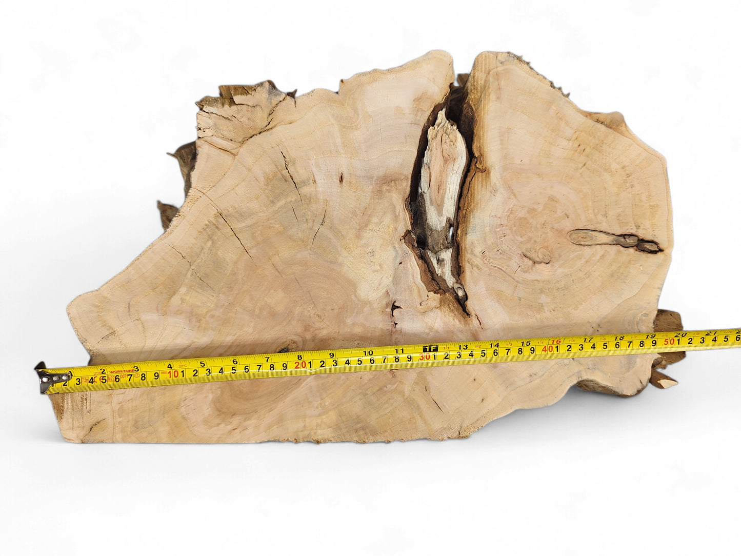 Irregularly shaped, light brown wood slice with prominent growth rings, a deep central void, and a measuring tape.