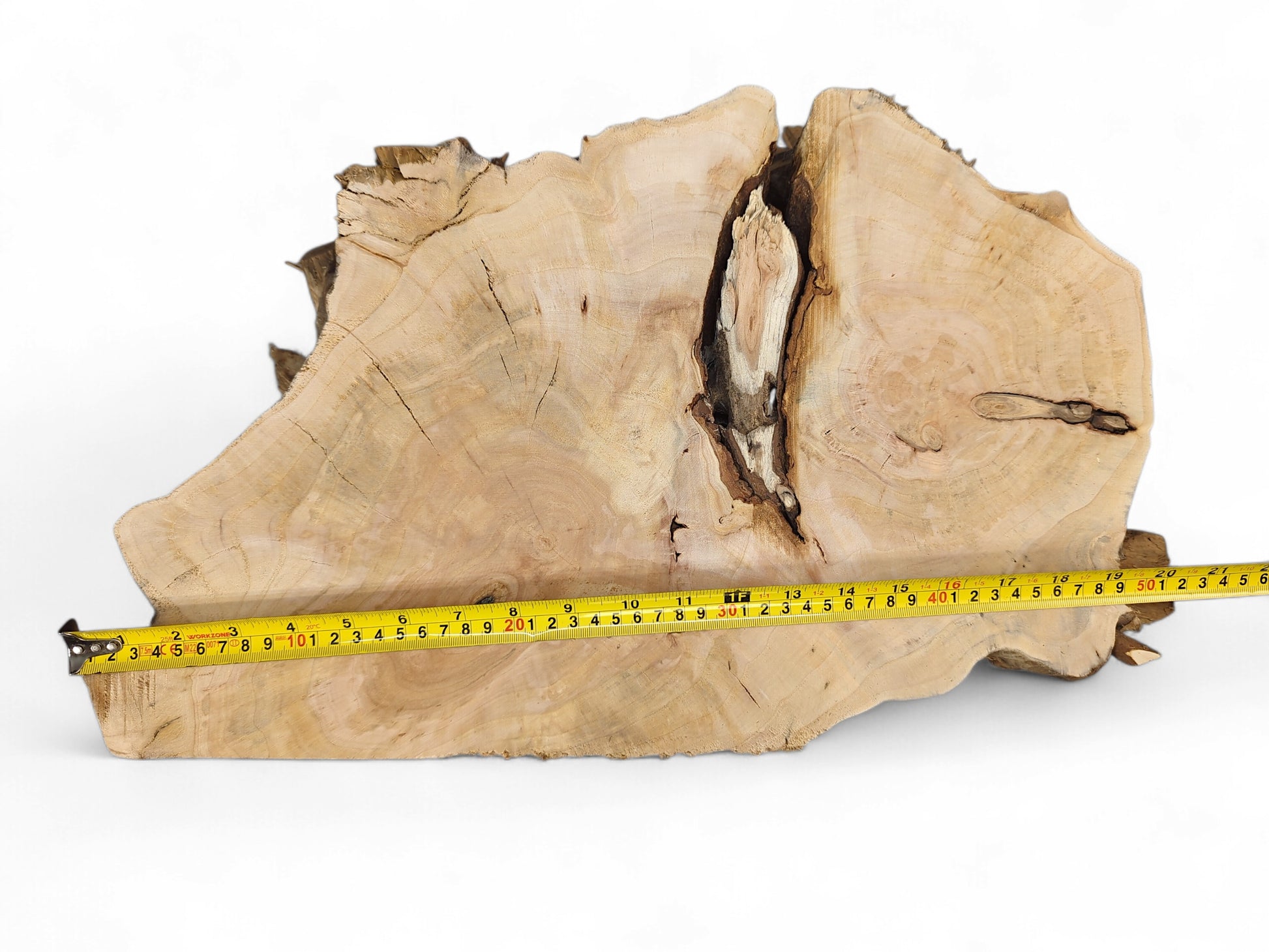 Irregularly shaped, light brown wood slice with prominent growth rings, a deep central void, and a measuring tape.
