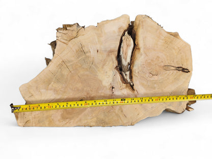 Irregularly shaped, light brown wood slice with prominent growth rings, a deep central void, and a measuring tape.