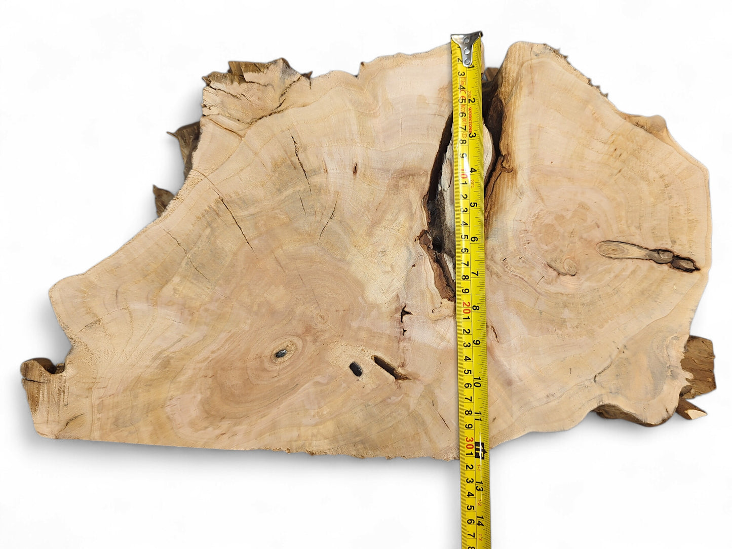 Pale, irregular wood slice showing distinct growth rings, natural cracks, and a yellow measuring tape.