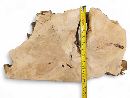 Pale, irregular wood slice showing distinct growth rings, natural cracks, and a yellow measuring tape.