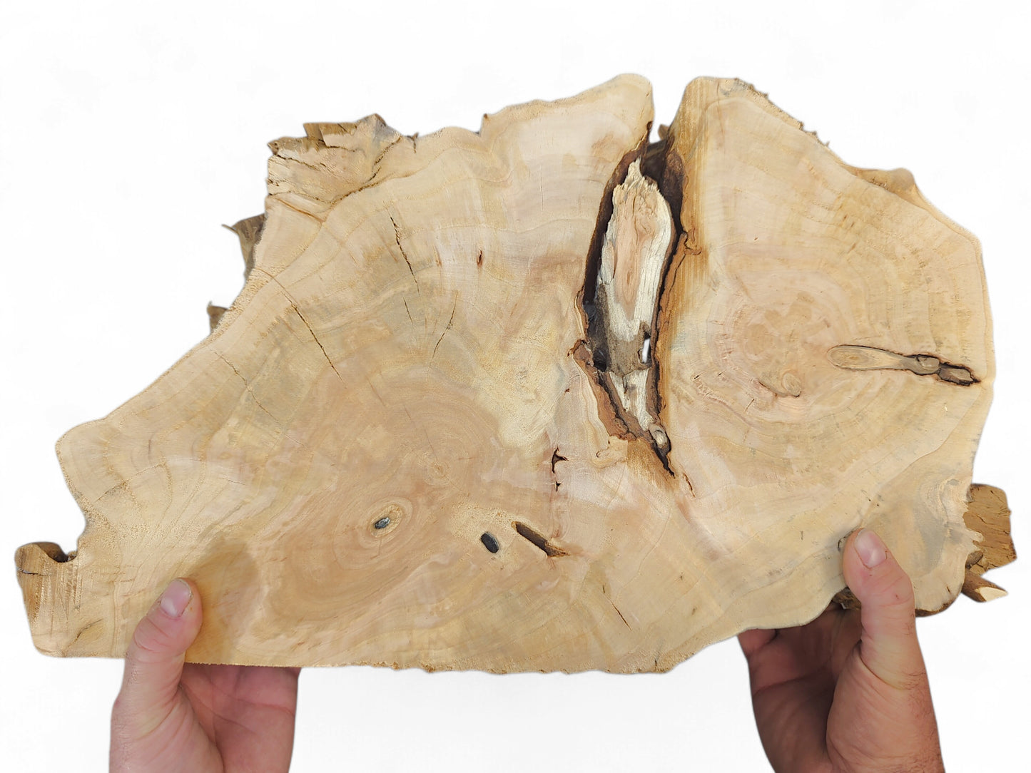 Hands holding a single irregular light-colored wood slice, featuring distinct grain and natural voids.