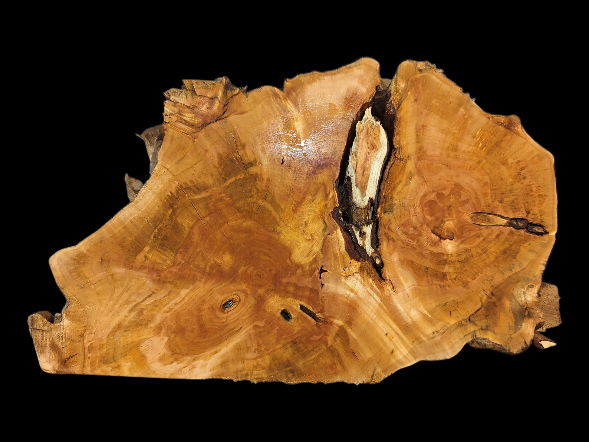 Large irregular golden-brown wood slice shows prominent growth rings, natural voids, and an organic perimeter.