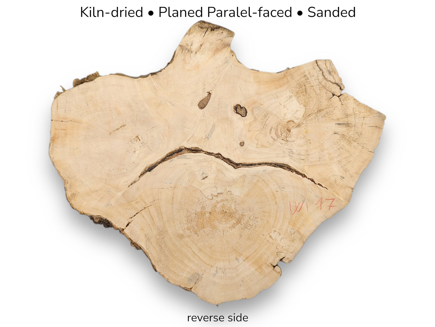 The reverse side of a live edge weeping willow root slice against a white background.