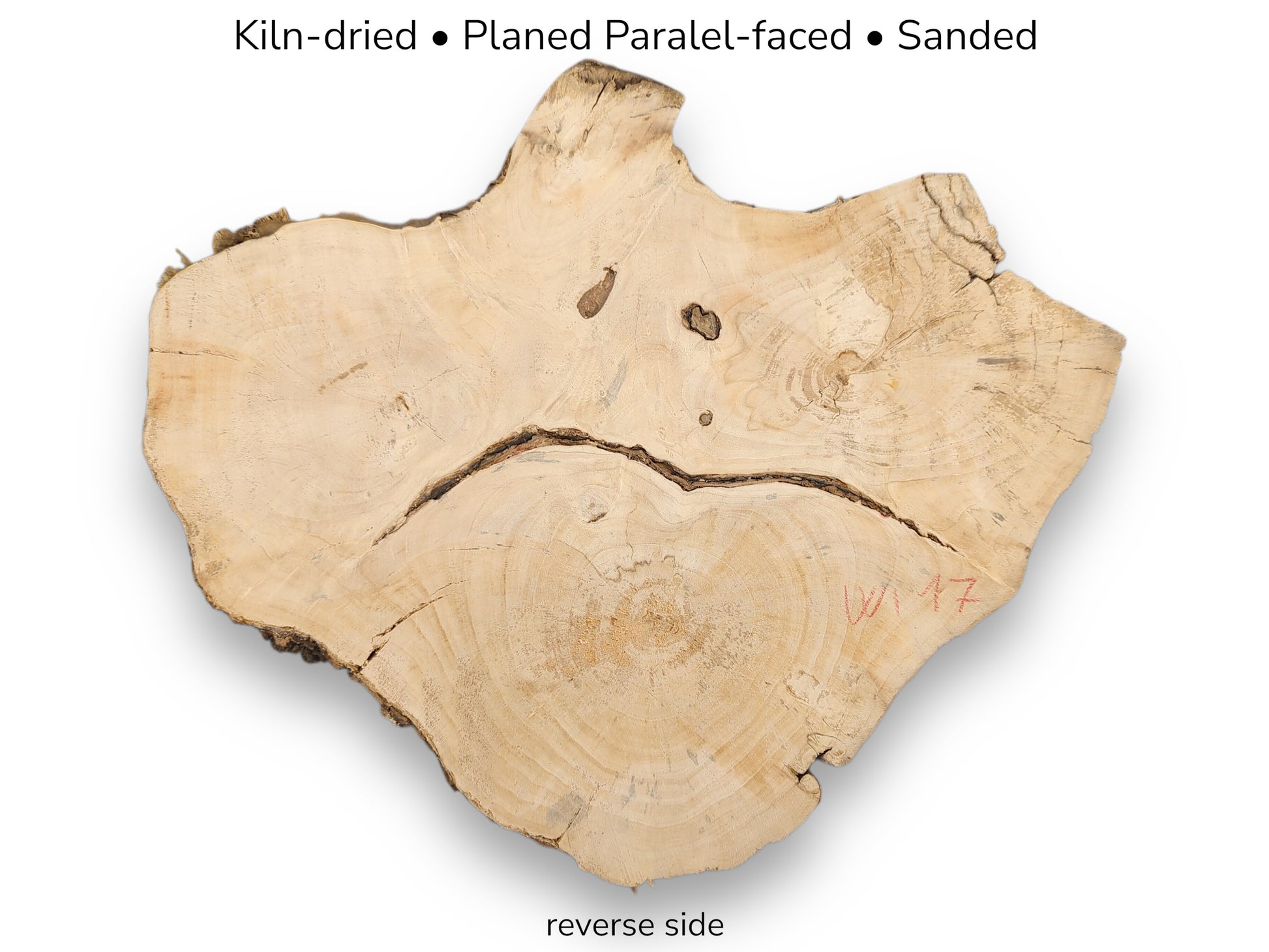 The reverse side of a live edge weeping willow root slice against a white background.