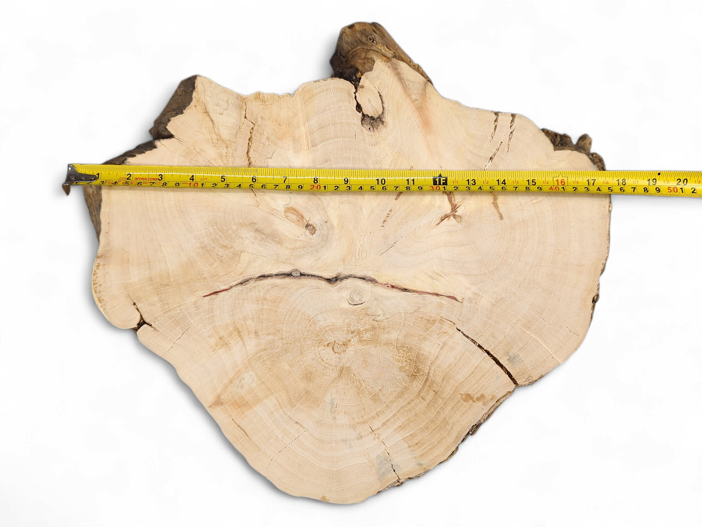 Beige wood slice, irregular, with visible growth rings, multiple cracks, dark live edge, and measuring tape.