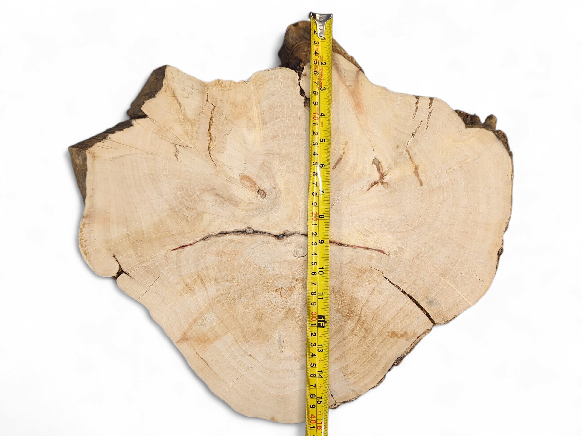 Irregular pale wood slice with visible growth rings, multiple cracks, dark live edge, and yellow measuring tape.