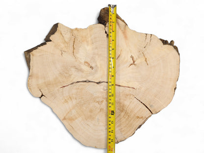 Irregular pale wood slice with visible growth rings, multiple cracks, dark live edge, and yellow measuring tape.