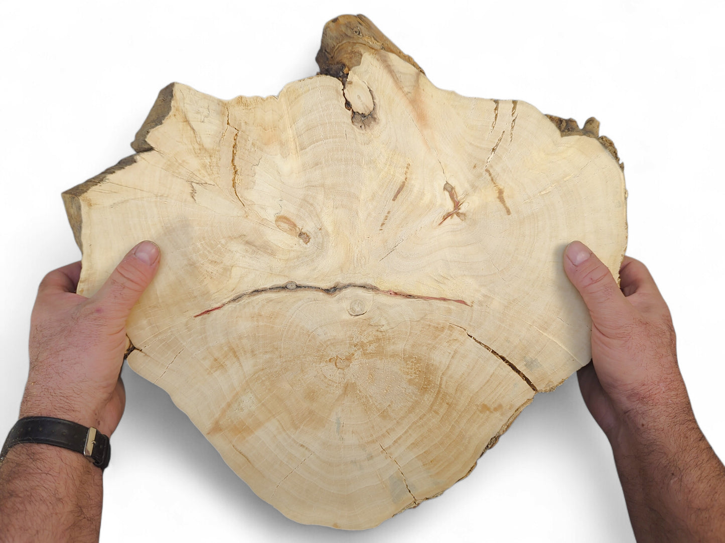 A person holds an irregular, pale wood slice with prominent growth rings, cracks, and a natural live edge.