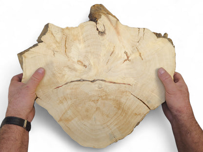 A person holds an irregular, pale wood slice with prominent growth rings, cracks, and a natural live edge.
