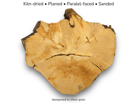 A weeping willow root slice with text explaining it's kiln-dried, planed, parallel-faced, and sanded.
